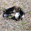 Magnificent frigatebird (deceased juvenile)