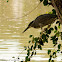Little heron
