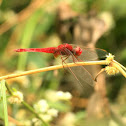 Ruddy marsh skimmer - Male