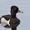 Ring-necked Duck