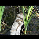 Eastern ribbon snake