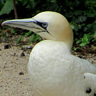 Northern Gannet,Ganso Patola