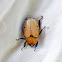 Grapevine Beetle