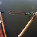 Damselfly
