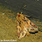 Yellow-striped Armyworm Moth