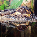American Alligator