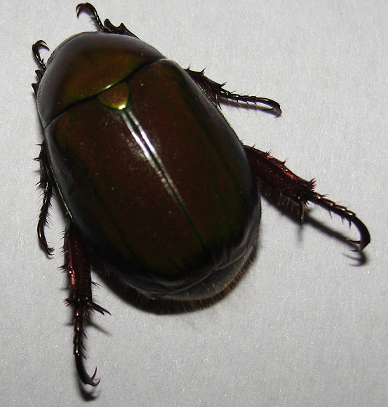Spotting Image 1
