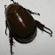 Scarab Beetle