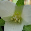 White Trillium