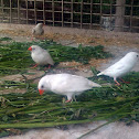 White zebra finch