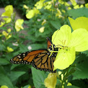 Monarch Butterfly