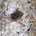 Oak toad