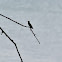 Ruby-throated Hummingbird