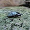 Pleasing fungus beetle