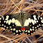 Lime Butterfly