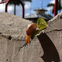 Snail