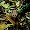 Cottonmouth