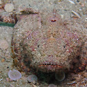 Devil Scorpionfish