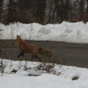 Red Fox