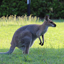 Wallaby?