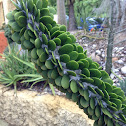 allaudia procera