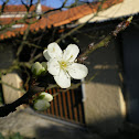 Apple tree flower