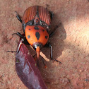 Asian Palm Weevil