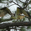 Osprey