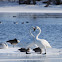 Trumpeter Swan