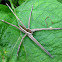 Fishing spiders.
