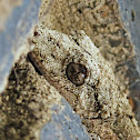 Southern Leaf-tailed Gecko
