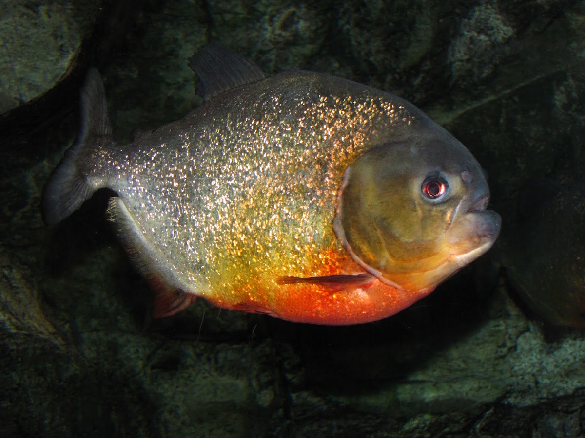 Red-bellied Piranha