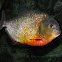 Red-bellied Piranha