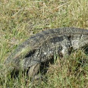 Lagarto