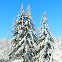 Red Spruce