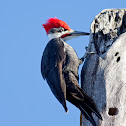 Pileated Woodpecker