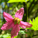 Salmonberry