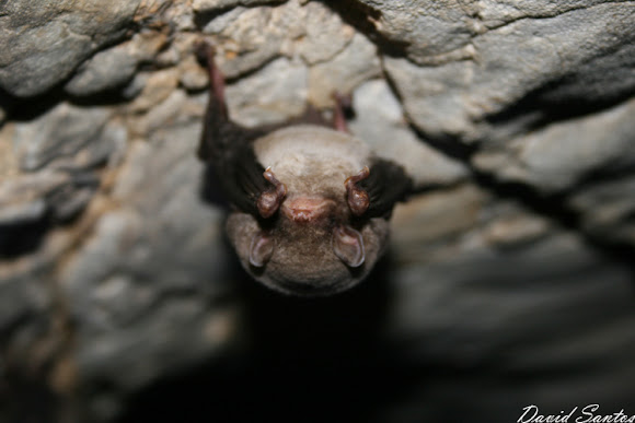 Spotting Image 1