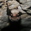 bat