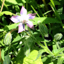Borage