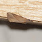 Hypena lividalis