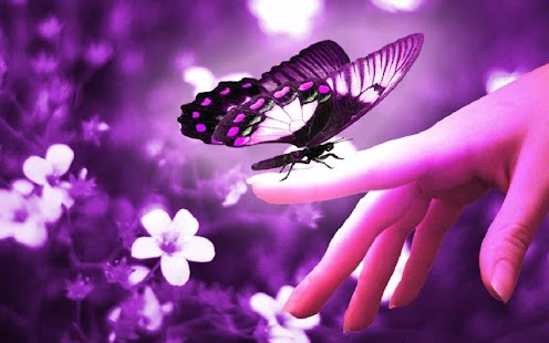 How to get 3D Butterfly lastet apk for pc