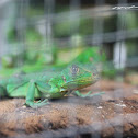 Green Iguana
