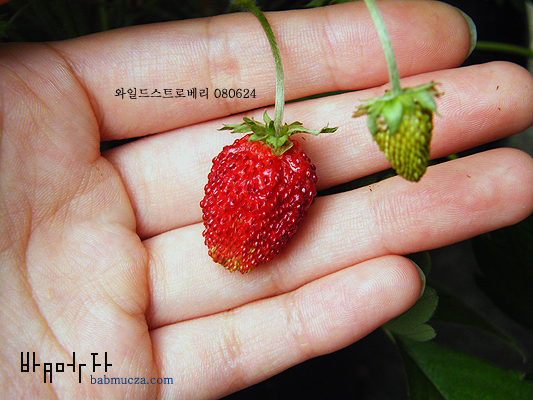 와일드스트로베리