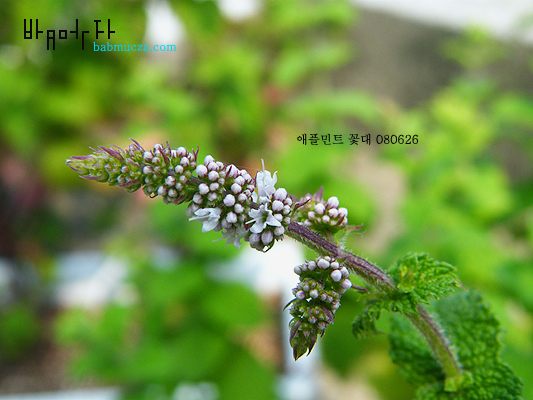 애플민트 꽃