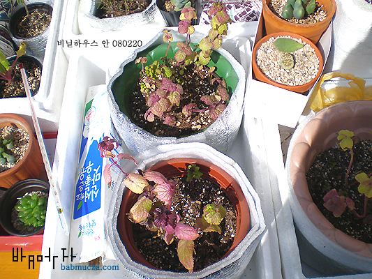 애플민트