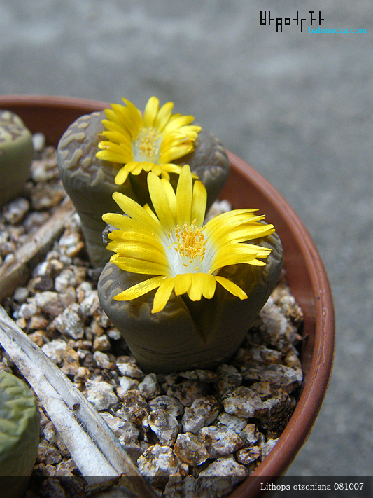 Lithops otzeniana