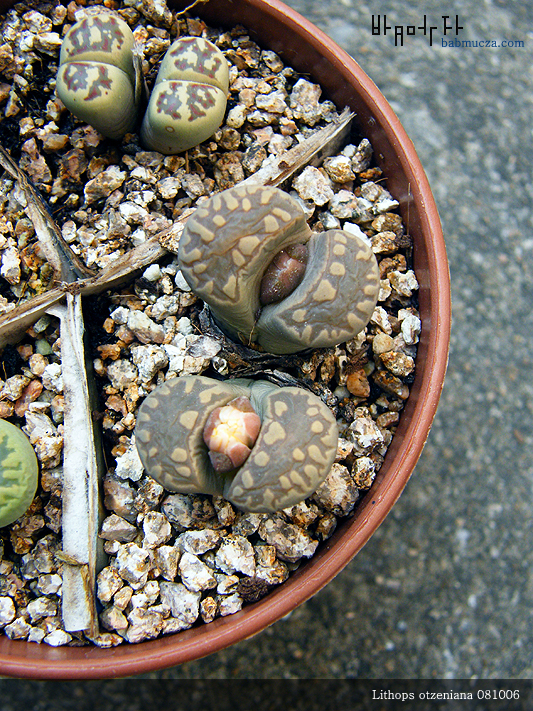 Lithops otzeniana