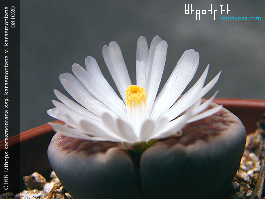 C168 Lithops karasmontana