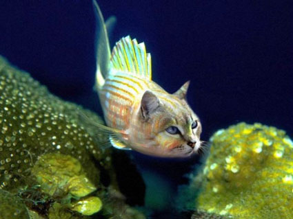 peixe
